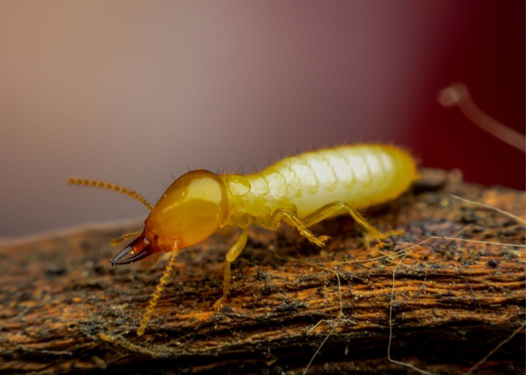 Termites in Alabama